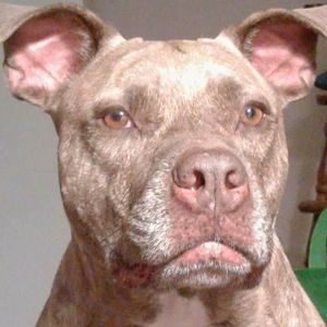 Meet your Posher, Nina